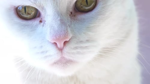 White Cat Close Up Looks at Camera