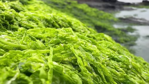 Primer plano de algas de color verde neón en la orilla del mar en Oregón, EE. UU.