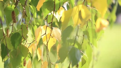 Golden Branch on the Birch Tree Sways with the Wind Closeup
