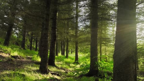 Summer Forest at Sunrise the Sun's Rays Break Through the Dense Crowns of Trees Old Beautiful