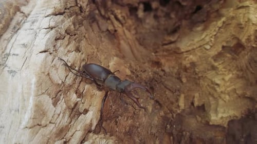 Close-up of European Stag Beetle with big horns moves inside trunk of rotten tree