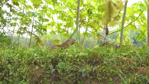 Capybara eating in a lush green environment in Tambopata, Peru