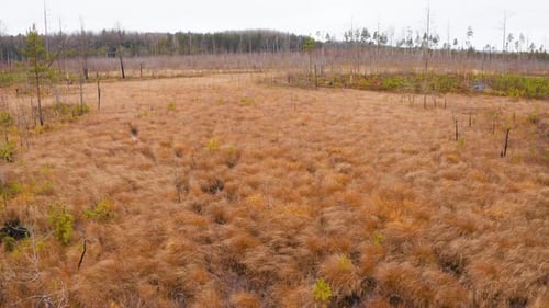 Swamp in Autumn Landscape Aerial View Belarus Europe