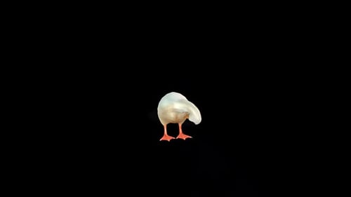 Weiße Ente essen
