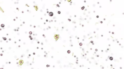 Probiotic Bacteria Microorganisms Micro World