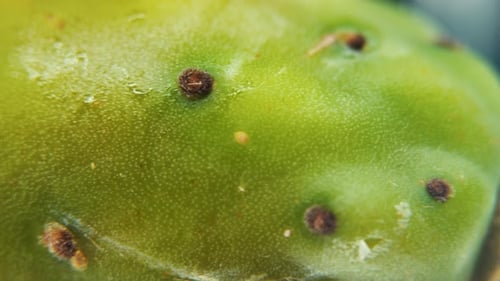 Vídeo detallado de un cactus sabra, fruta tropical verde, con pequeñas espigas y gotas de agua, en un 360 r