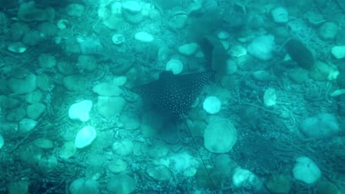 Eagle Ray Gliding Through the Ocean Depths
