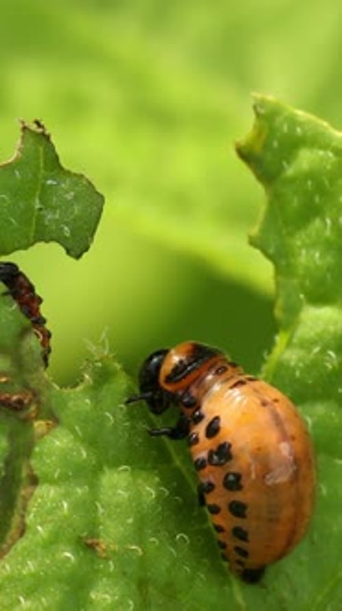 Larven von Leptinotarsa Decemlineata fressen