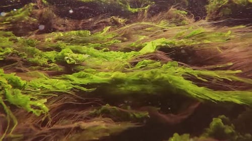 green seaweeds Cladophora with Sea lettuce and red seaweed Polysiphonia wriggling in strong current