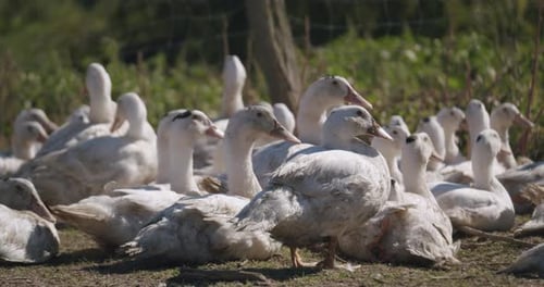 Flock Of Domestic Ducks In A Farm During Sunny Day. Closeup