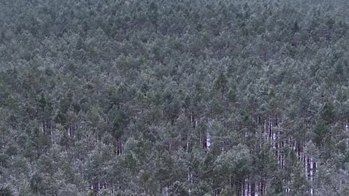 Aerial view flying over a snowy pine forest in winter