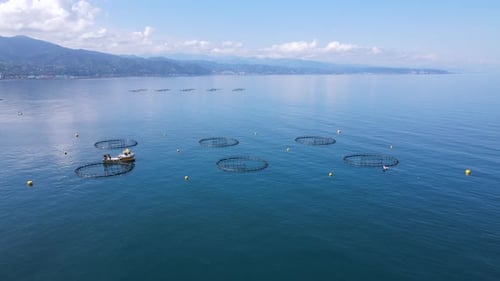 Fishing Industry And Fish Ponds
