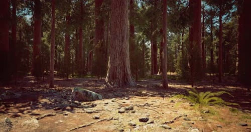 Tall Trees Create a Serene Atmosphere in a Peaceful Forest Environment