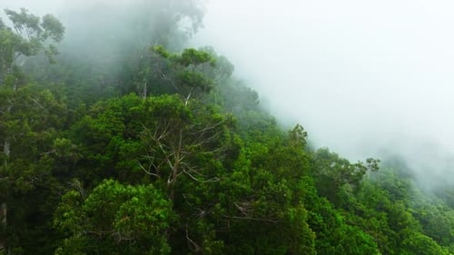 Evergreen Deciduous Forest On A Mountain Slope During Thick Fog Clouds Came Down From The Mountains