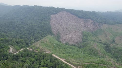 A drone reveal of the Amazon jungle where a new section of was prepped and cleared for cattle farmin