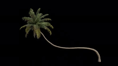 Coconut Tree blowing in the wind. Alpha Channel. Loop Animation