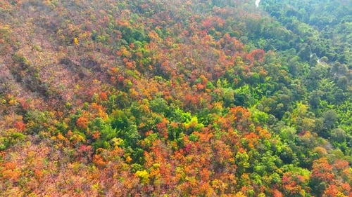 Aerial view over the vibrant colorful deciduous forest in Thailand. 4K.