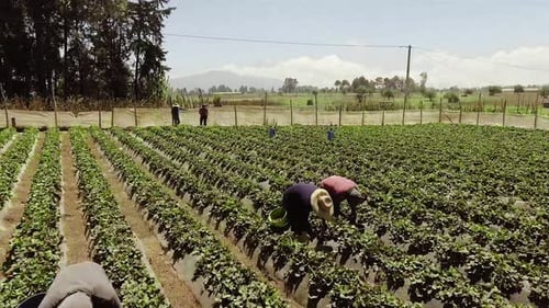 An aerial shot of worker collecting vegetables in a farm field and the drone goes up and reveal anot