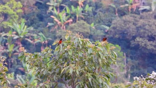 Crimson backed Tanager visible among the branches, Nevados National Park. Risaralda, Colombia