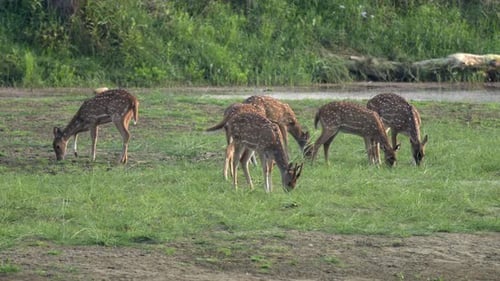 A small herd of spotted deer or axis deer grazing in a lush green meadow.