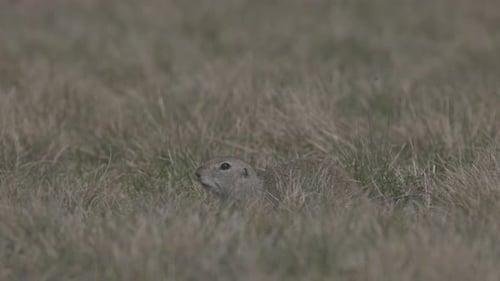 Esquilo engraçado olha para fora do buraco na vida selvagem: Little Ground Squirrel ou Little Suslik Spermophilus
