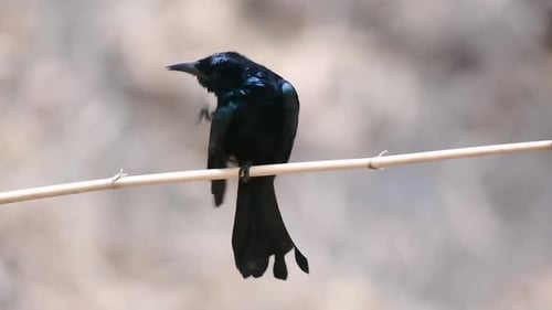 El Drongo de cresta peluda o es un ave de Asia de la familia Dicruridae que era conespecífica con D.