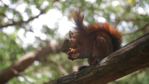 Cute squirrel eating a nut while sitting on a tree in the park, slow-motion, close-up