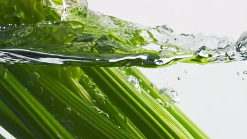 Fresh Green Celery Falling Into Clear Water