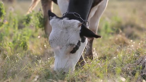 Domestic Cow Grazing on Farm Pasture with Green Grass