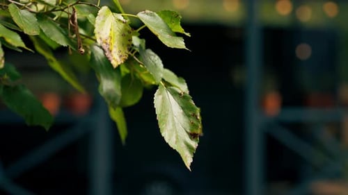 A mobile home with a terrace is located in country glamping site for relaxation and solitude nature