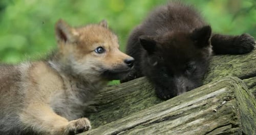 Cubs Northwestern wolf cubs, (Canis lupus occidentalis), also known as the Mackenzie Valley wolf.