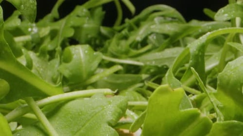 Texture de roquette verte fraîche, gros plan, macro, vitamines et légumes verts sains pour le marché des salades