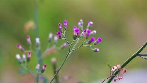Nahaufnahme einer roten Grasblume