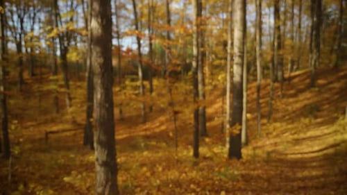 Mann mit Hut geht im Herbst mit Stock durch den Wald.