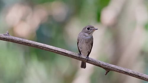 Le moucherolle brun d'Asie est un petit passereau qui se reproduit au Japon, dans l'Himalaya et en Sibérie ; migr