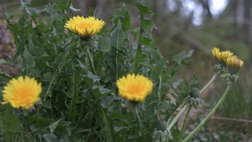 Yellow Dandelions Blooming in the Springtime