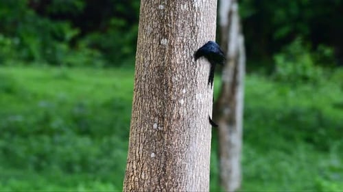 Aferrado a la ladera de un gran tronco de un árbol, un Drongo Dicrurus paradiseus de cola de raqueta mayor es