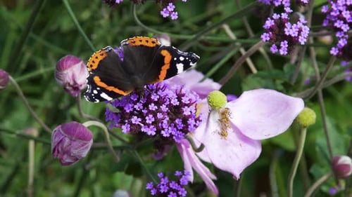 Black and orange butterfly feeding from a flower