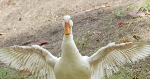 Enten, flatternde Flügel, Natur, Teich, Tierwelt, Außenbereich, Nahaufnahme, Tierverhalten