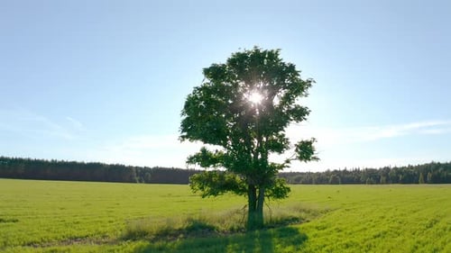 Flight near the lonely tree in a green summer field during sunset