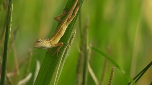 Lizard in green leaf - wind .