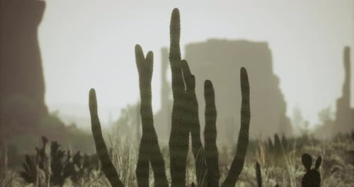 Silhouette of Cacti Against a Desert Landscape During Golden Hour
