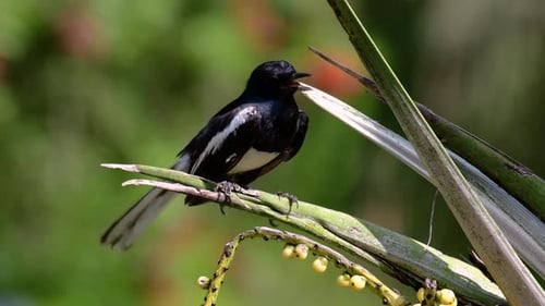 The Oriental magpie-robin is a very common passerine bird in Thailand in which it can be seen anywhe