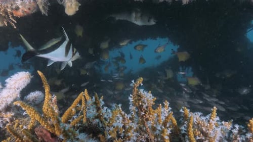 A scuba diver looks inside a sunken man-made structure filled with colourful fish deep below the oce