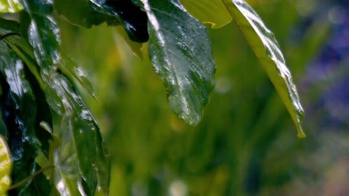 Uma vegetação exuberante prospera, a chuva nutre as plantas, impulsiona o crescimento, em câmera lenta
