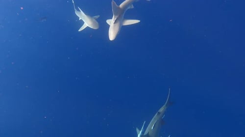 Group Shiver of Silky swim through ocean - overhead view
