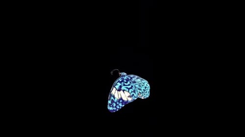 Seamless Flying Butterfly Animation