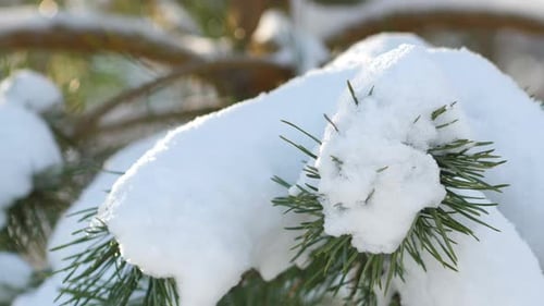 Snow on a sunny day lies on pine branches