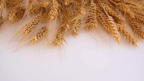 Spikelets of Wheat on a White Background
