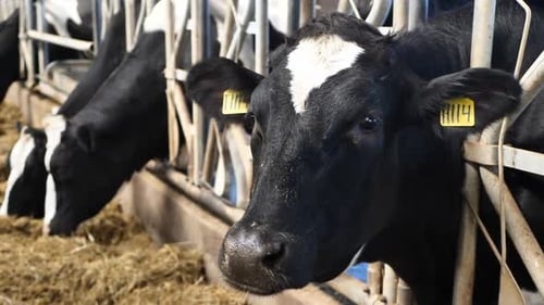 Cows on the Farm